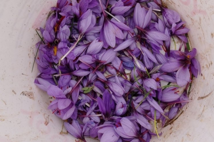 Gramı 600 lira ama yok satıyor!