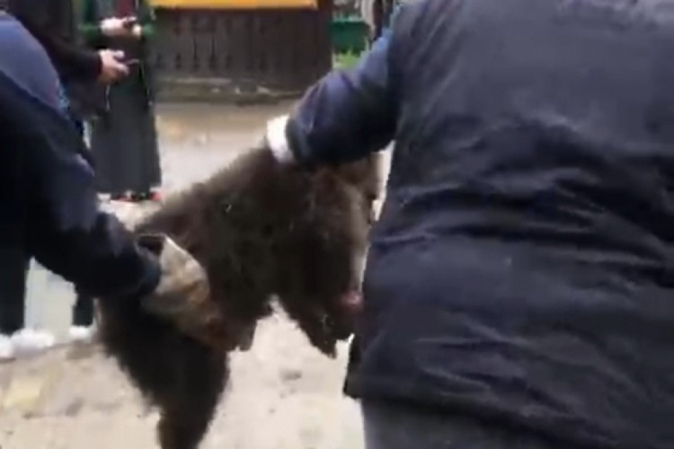 Ağaçta mahsur kalan yavru ayı, itfaiye tarafından kurta...