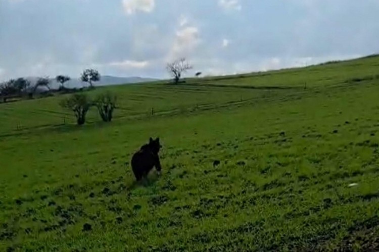 K&ouml;y yoluna inen ayı kamerada