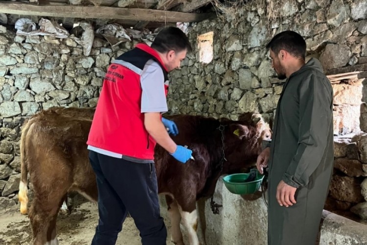 Giresun'da 450 binden fazla hayvan aşılandı