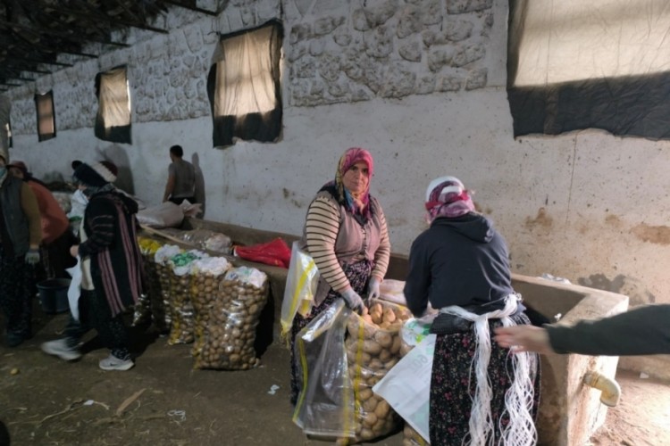 Hasadı biten patateste depolama s&uuml;reci başladı