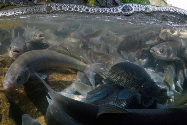 Van Gölü'nün simgesi tehlikede!