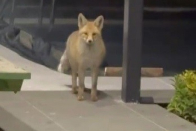 Tilki evin bah&ccedil;esine girip kedi mamalarını yedi