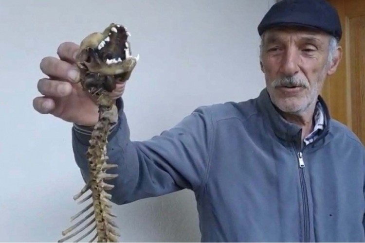 55 santimetrelik iskelet... K&ouml;y muhtarı ahırda buldu!