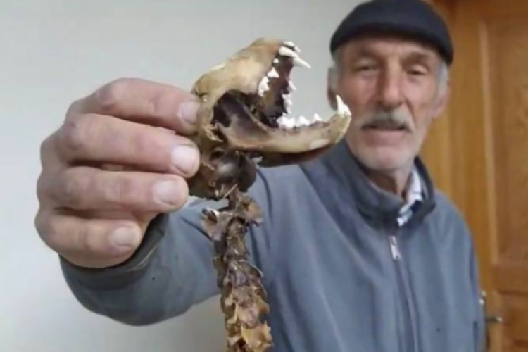 Ahırında 55 santimetrelik hayvan iskeleti buldu: "İlk k...