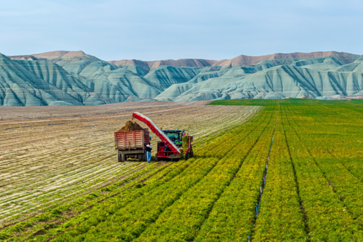 Artık hasadı dakikalar içinde gerçekleştiriliyor!