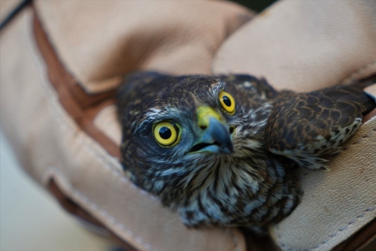 Muş'ta yaralı halde bulunan atmaca tedavi altına alındı