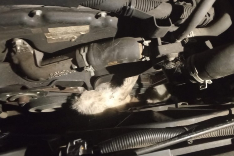 Minib&uuml;s&uuml;n motoruna sıkışan kedi kurtarıldı