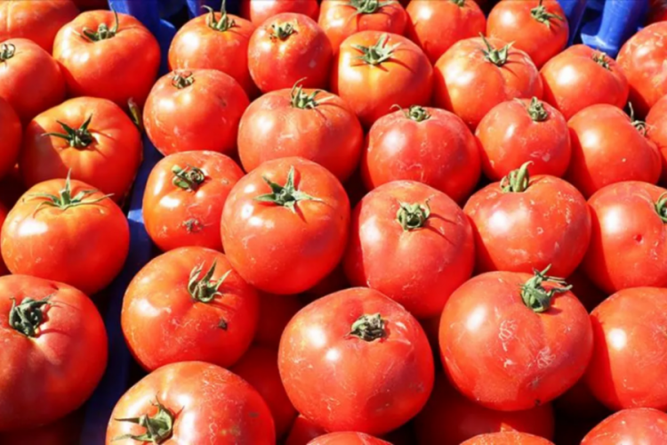 Çanakkale'nin meşhur domatesi tezgahlarda: Kilosu 10 lira! 