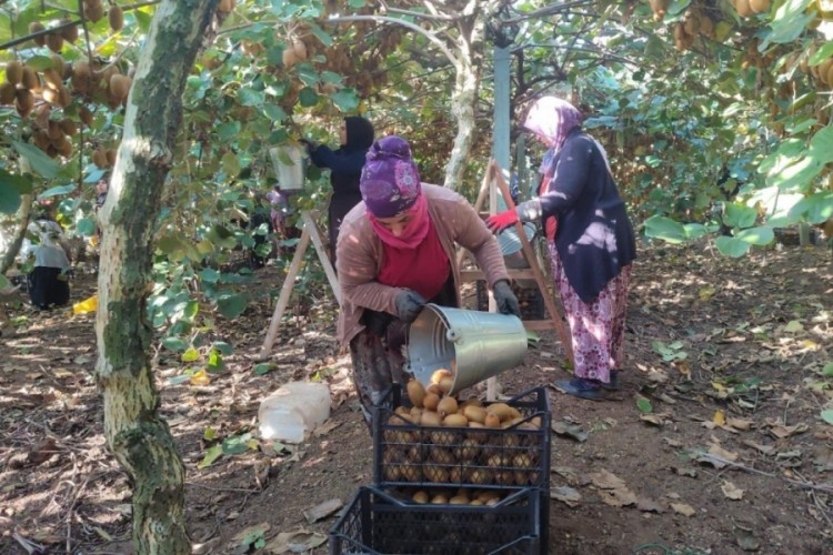 Bursa'da üreticinin yüzü gülmedi! Yüzde 60 oranında düş...