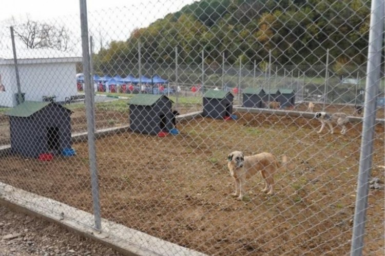 Bursa'da hayvan barınağı hizmete girdi!