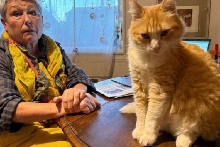 Dünyanın ilk mahpus kedisi: Bu sarman hapis yatacak