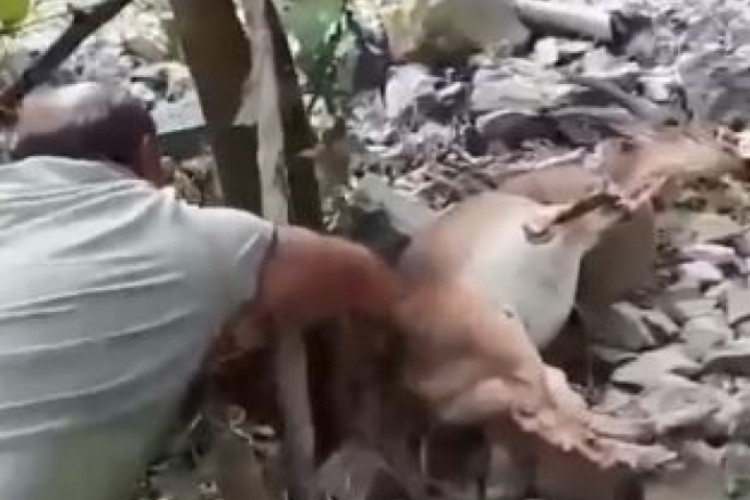 Bahçede uyuyakalan yaban keçisini "Kalk kızım" diyerek ...