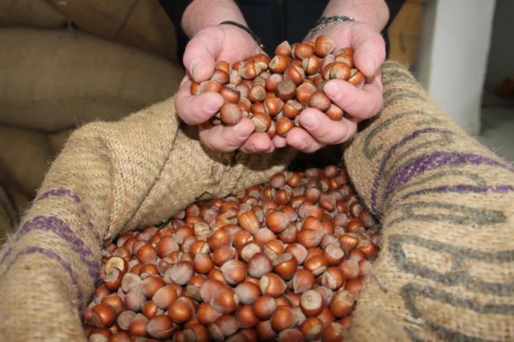 Türkiye'ye fındık bereketi: 547 milyon doları aşkın gel...