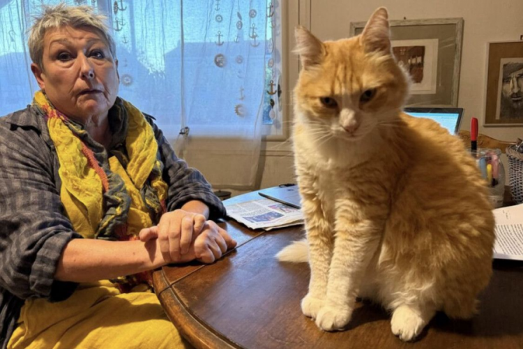 Dünyanın ilk ev hapsi alan kedisi! Suçlamalar ağır...