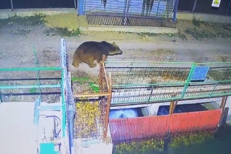 Mevsim normalleri değişti, ayılar hala uyanık