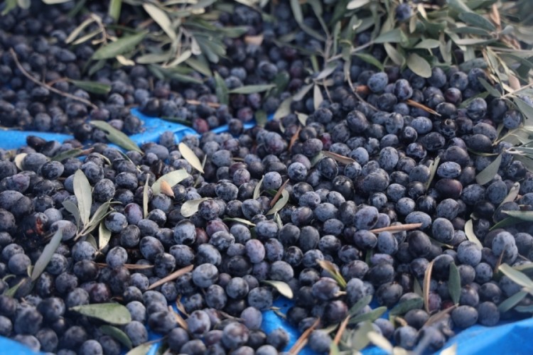Kuraklık zeytin hasadında yağ verimini olumsuz etkiledi