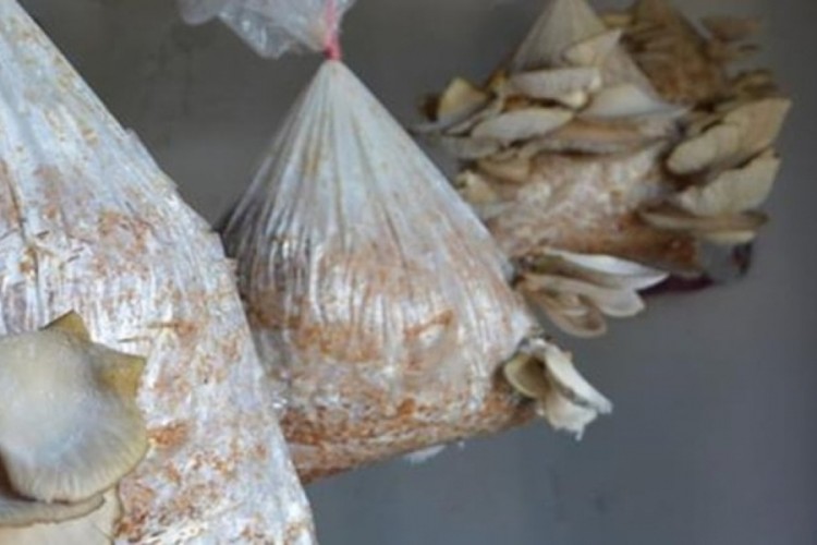 Doğada g&ouml;r&uuml;nce balkonunda yetiştirdi: Şimdi paraya para demiyor
