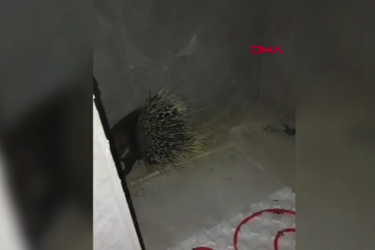 Nesli tehlike altında olan oklu kirpi kurtarıldı