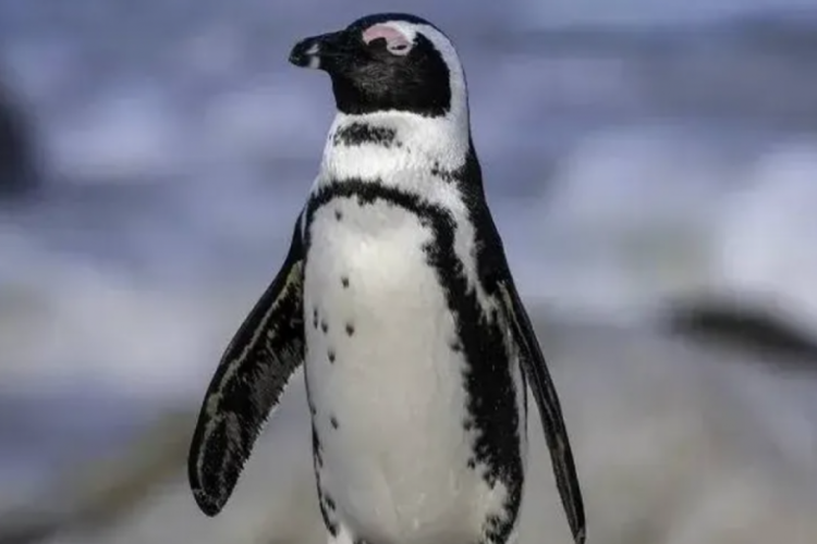 60 bin penguen &ouml;l&uuml; bulundu!