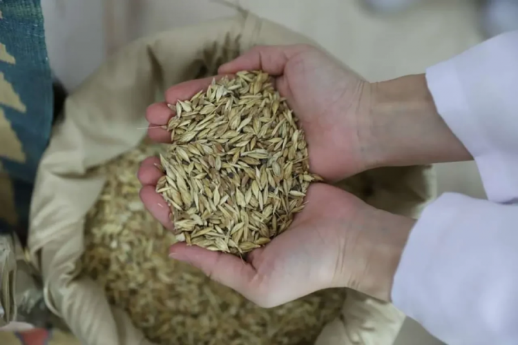 Sırrı saklı kadim tohum! Glüteni düşük, besin değeri yü...