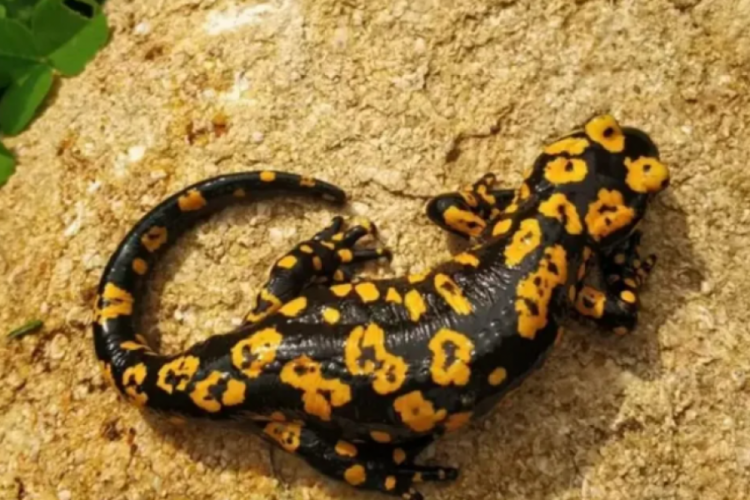 Nesli tükenmekte olan tür Erzincan'da çıktı