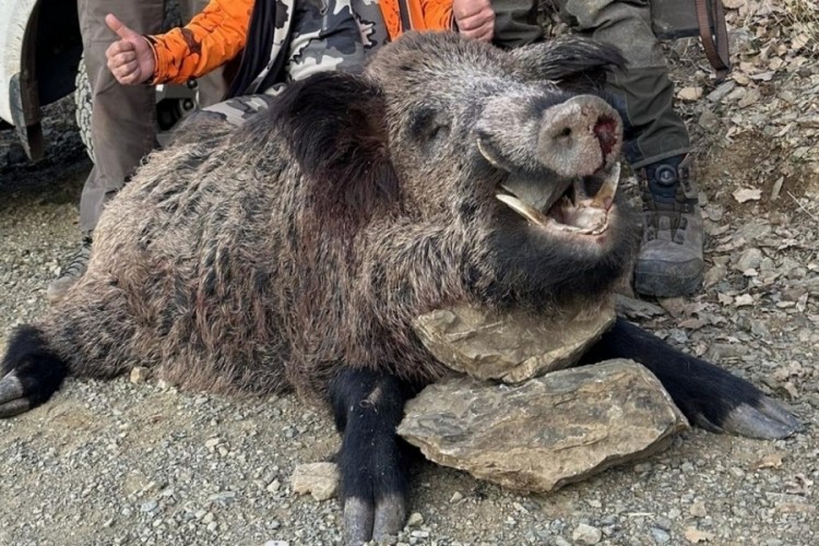 Avcılar 200 kiloluk domuz avladı