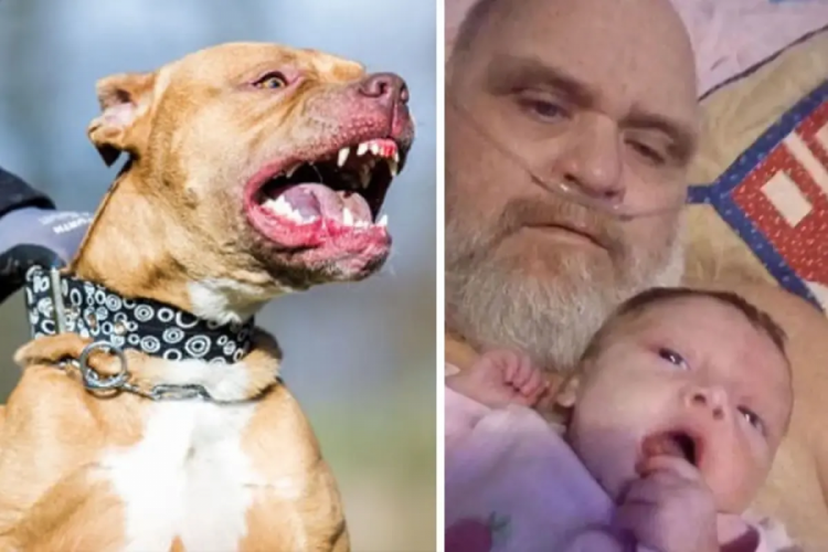 O ülkede Pitbull vahşeti! Dede ve torununu parçaladılar...