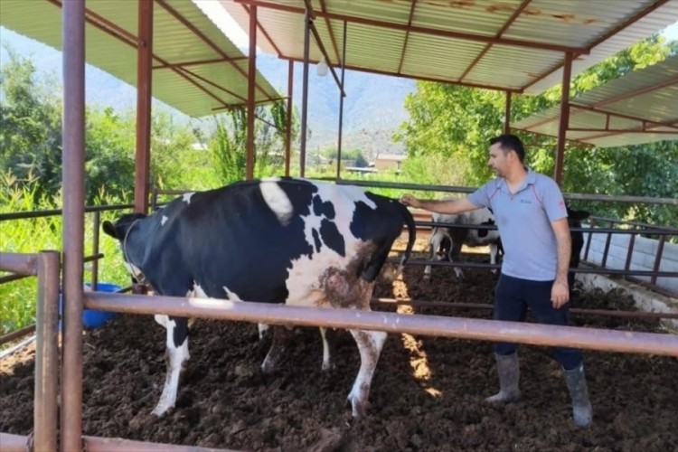 Şap hastalığı nedeniyle 11 mahallede karantina...