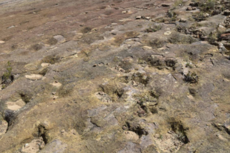 18 binden fazla dinozor izi keşfedildi!