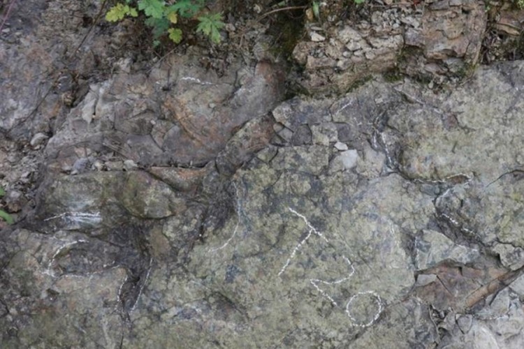 &Ccedil;in'de bulundu: 200 milyon yıl &ouml;ncesine ait olduğu d&uuml;ş&uuml;n&uuml;l&uuml;yor