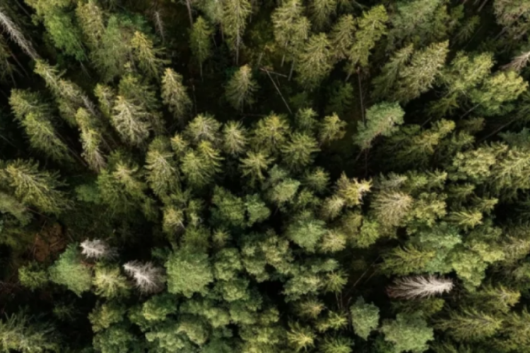 IKEA iki ülkeden orman arazisi satın aldı