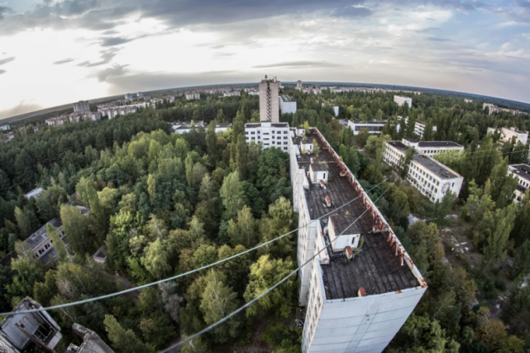 Çernobil'deki köpeklerin renginin maviye dönmesinin ned...