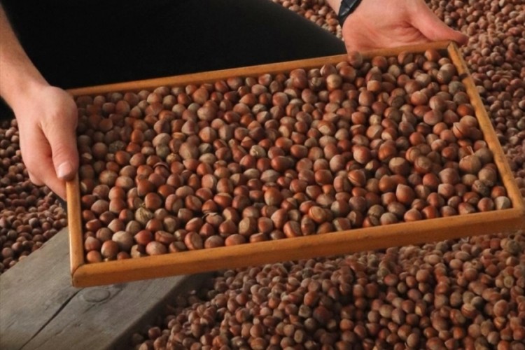 Trabzon'dan 11 ayda 523 milyon dolarlık fındık ihracatı