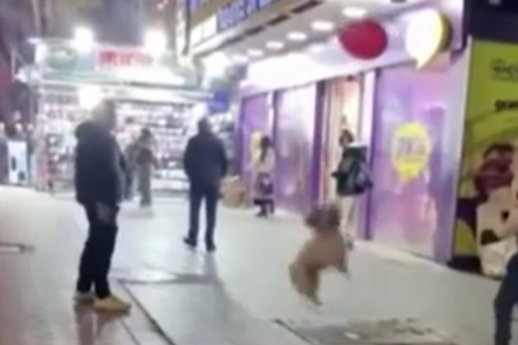 Vatandaşlarla balon sektiren k&ouml;pek kamerada