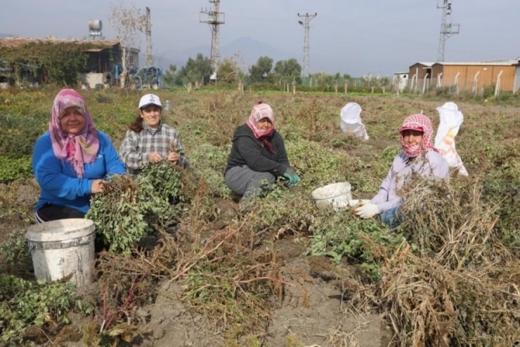Hasat başladı; tarlada 60 TL'ye markette 150 TL'ye satılıyor