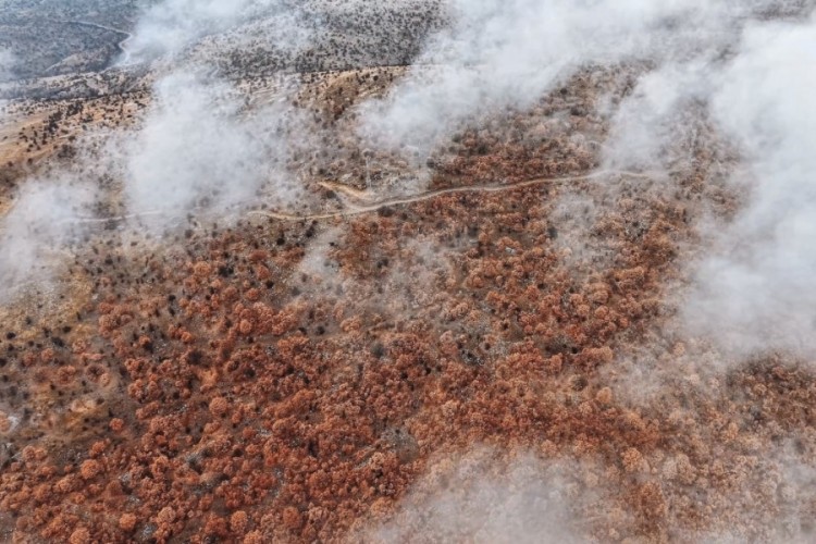 Çankırı'da sis ve kızıla bürünen ormanların buluşması m...