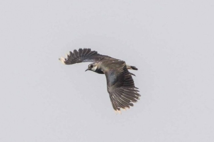 Kışın başladığını haber veren 3 kuş