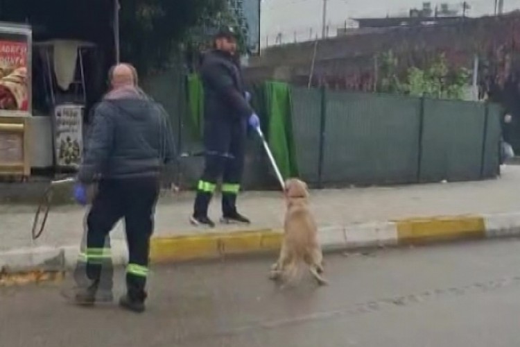 Adana'da başıboş sokak k&ouml;pekleri toplanıyor