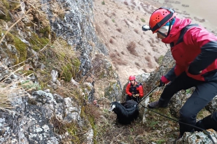 Kayalıklarda mahsur kalan keçiler JAK timi tarafından k...