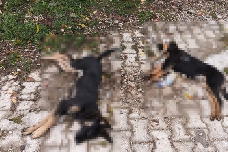 Isparta'da korkun&ccedil; olay: 5 k&ouml;pek &ouml;l&uuml; bulundu