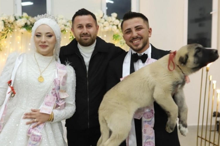 Gelin ve damada takı yerine &ccedil;oban k&ouml;peği hediye edildi