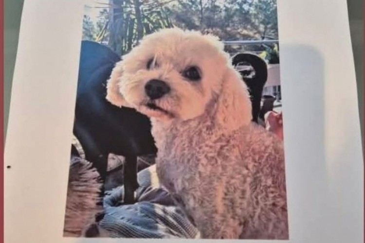K&ouml;peğini bulana 10 bin lira &ouml;d&uuml;l verecek