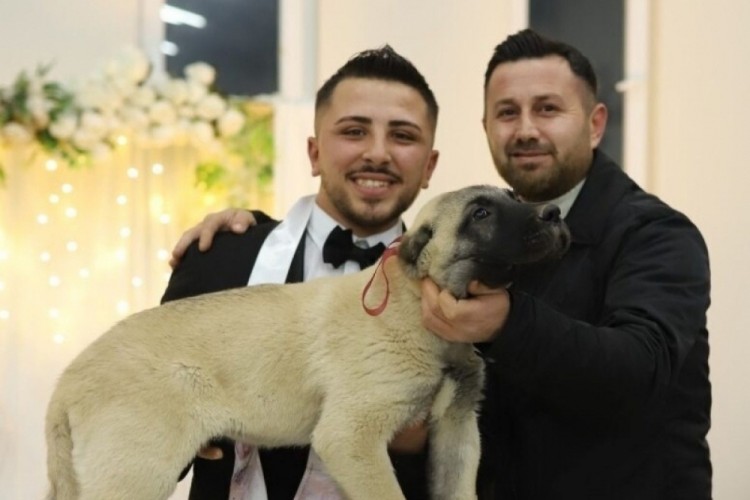 Gelin ve damada k&ouml;pek taktı!