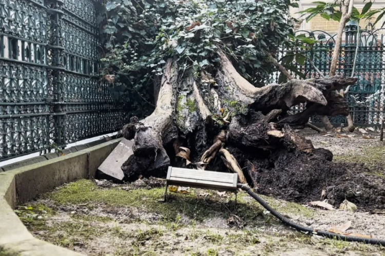 Ey&uuml;p Sultan Camii avlusunda 556 yıllık ağa&ccedil; devrildi