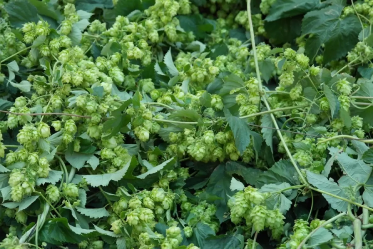 Türkiye'de çöpe atılıyor! Avrupa'da kilosu 35 bin TL'de...