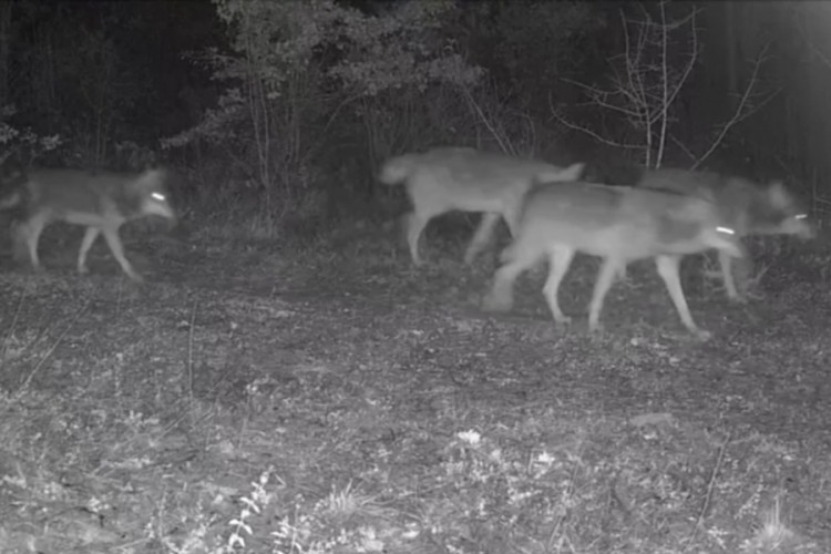 Karabük'te yaban hayatı fotokapana yansıdı