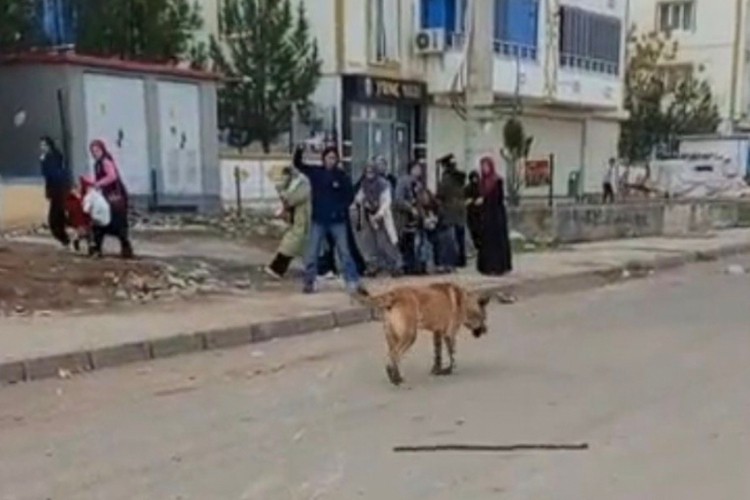Başıboş sokak k&ouml;peği dehşeti