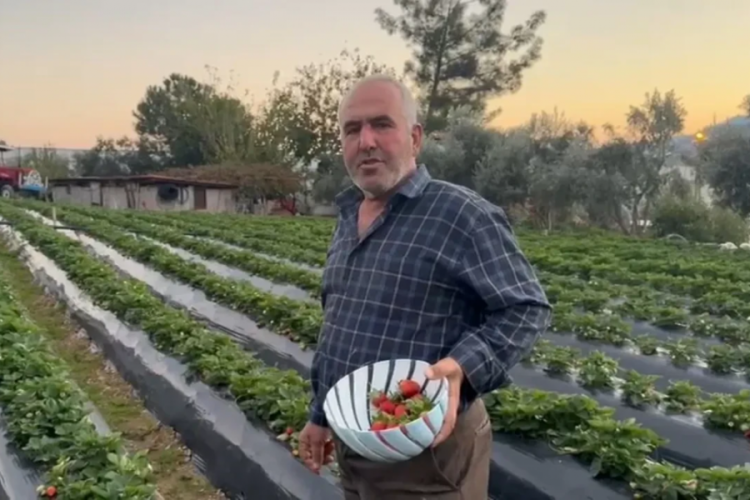 Yaz kış demeden &uuml;retim devam ediyor! Fidesi 15 TL