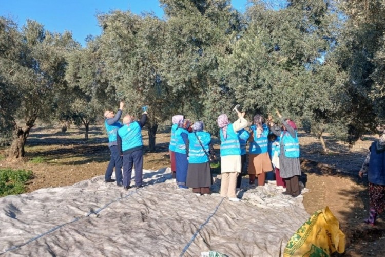 Zeytin hasadı ve bereket duası yapıldı